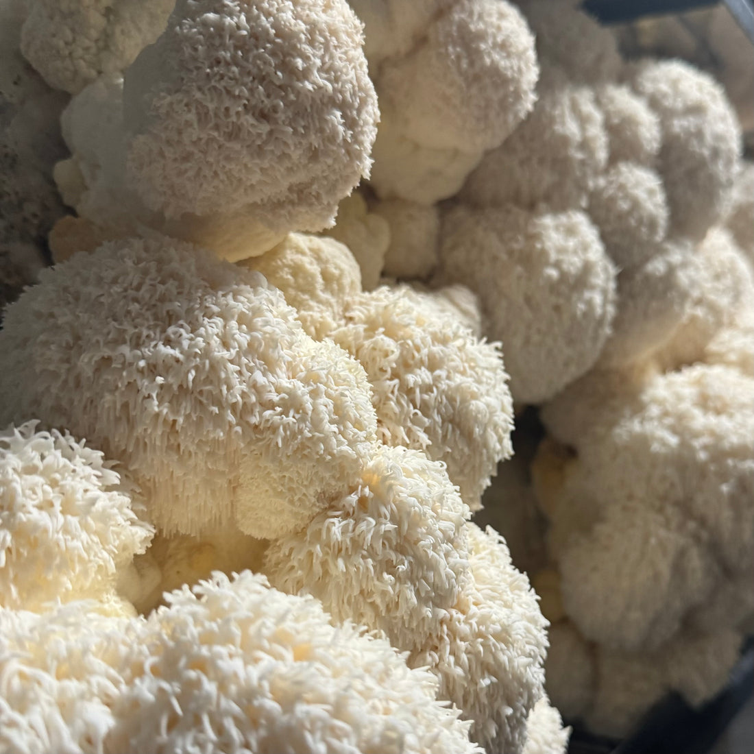 Lion’s Mane Mushrooms – Benefits, Uses, and Premium UK-Grown Products